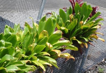 Hilo acid rain damage